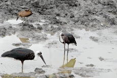 Wollhalsstorch (3 von 4).jpg